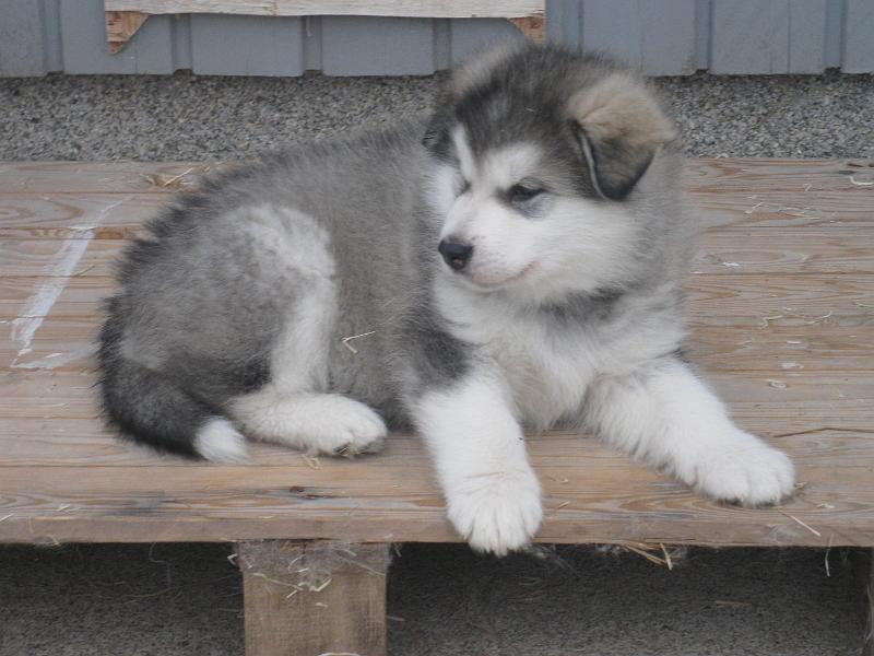Karo loka6-7vk 008.jpg - Karo 6 vko / 6 weeks